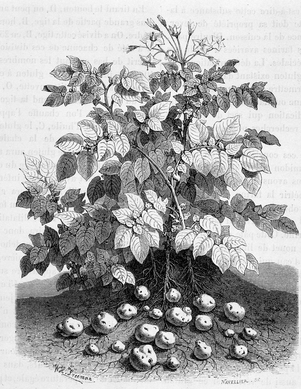 Potato and Starchy Tubers of Its Roots by Unknown artist
