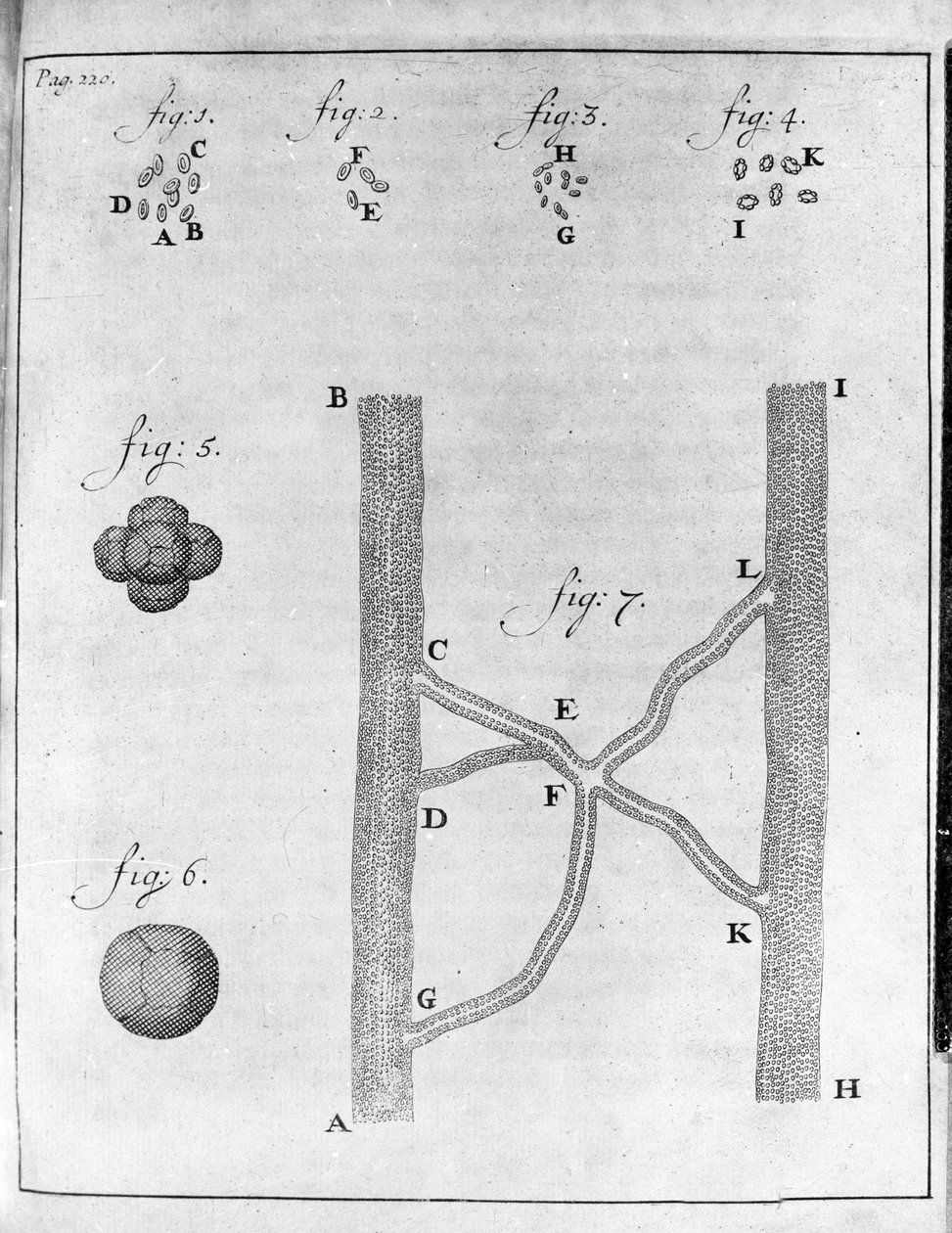 Representation of red blood cells of salmon and turbot. Study by the Dutch trader and naturalist Antoine van Leeuwenhoek (1632-1723). Engraving from Epistolae ad Societatem Regiam Angliam 17 by Unknown artist