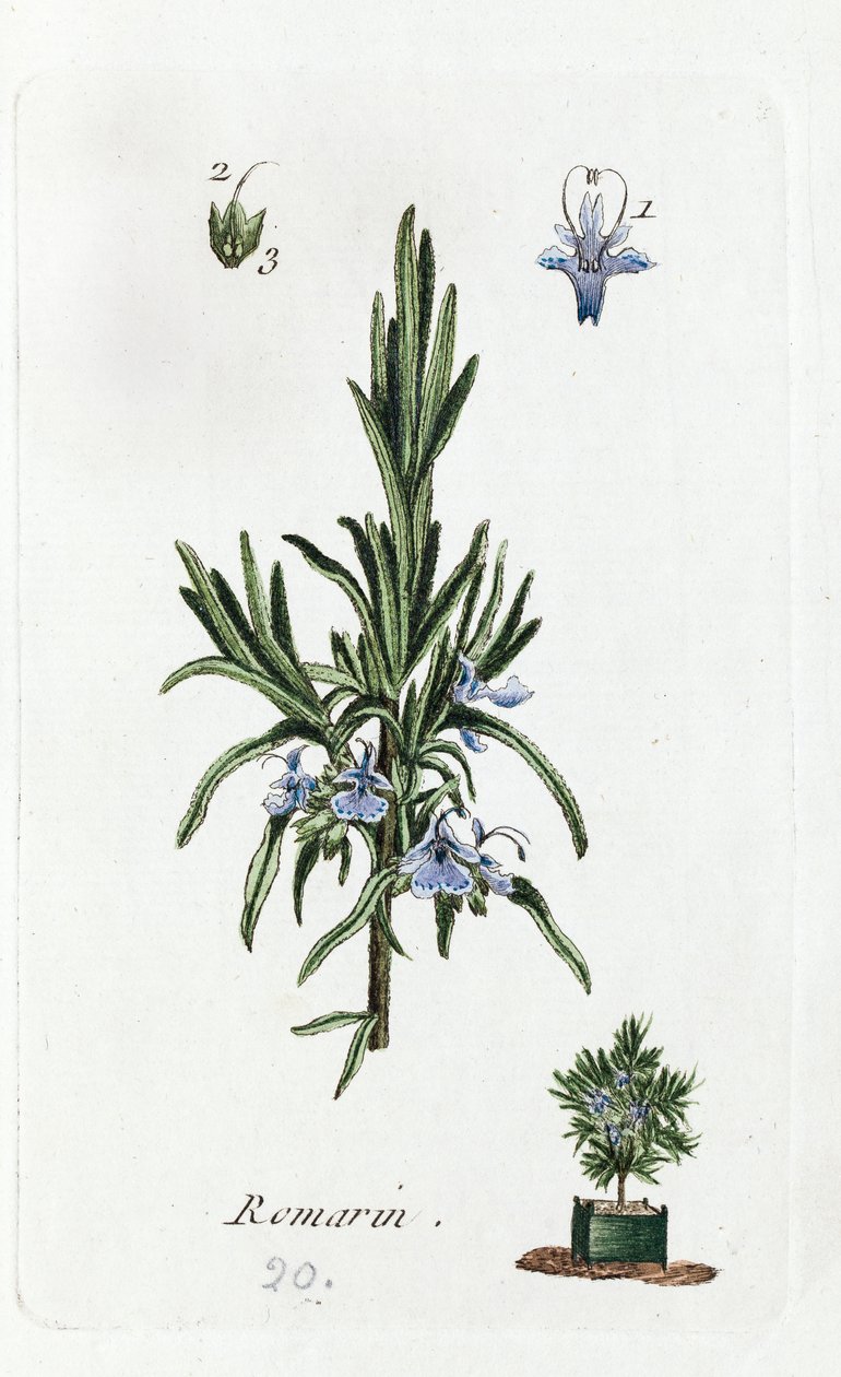 Rosemary by Unknown artist