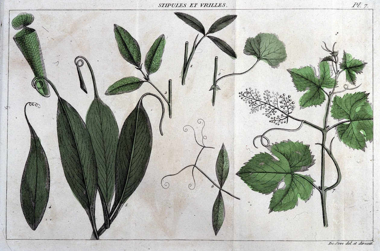 Stipules and tendrils: in “Flora Françoise, or a brief description of all the plants that grow naturally in France, arranged according to a new method of analysis to which the quotation of their least equivocal virtues in medicine and their usefulness in t by Unknown artist