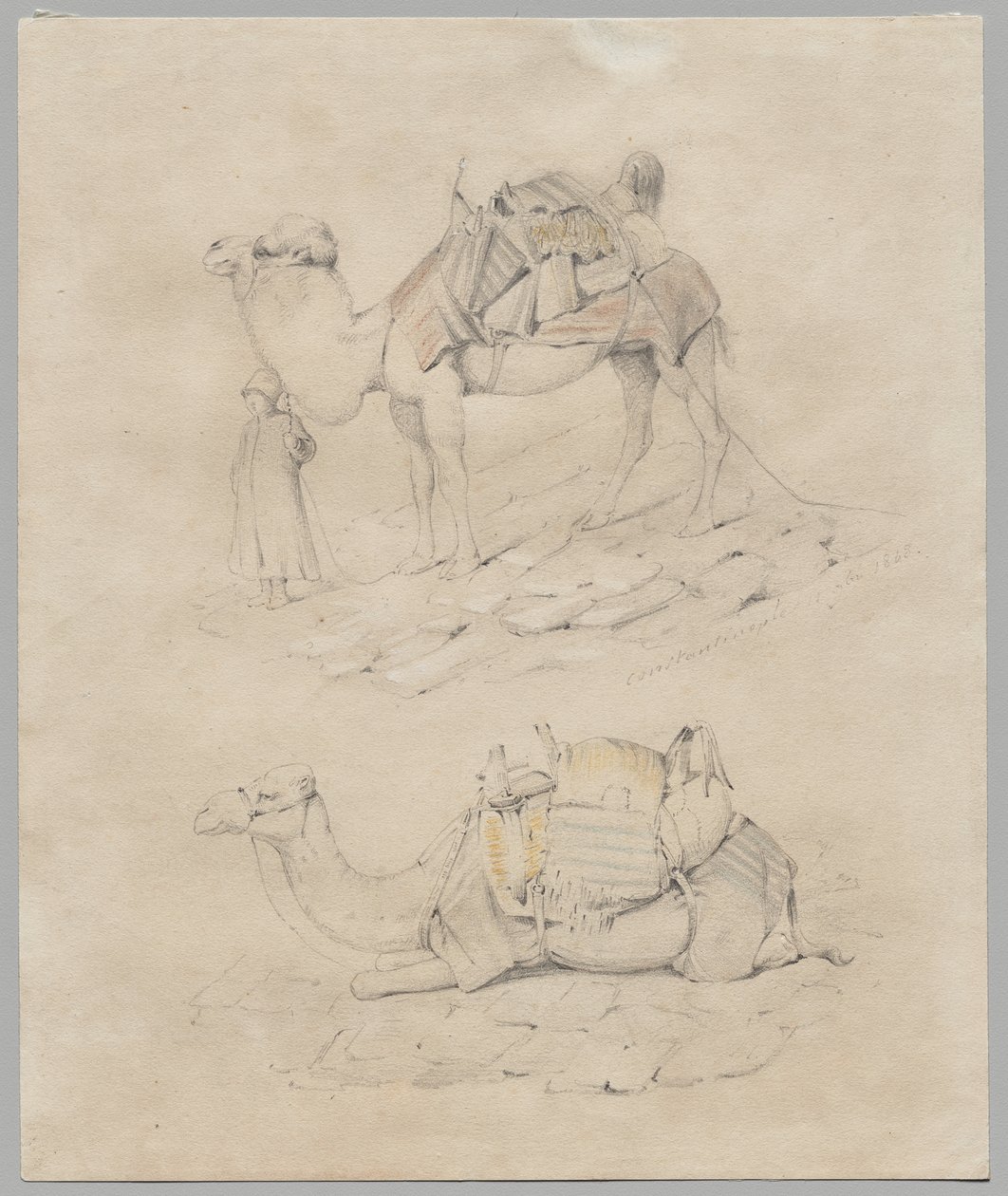 Study of Camels by Unknown artist