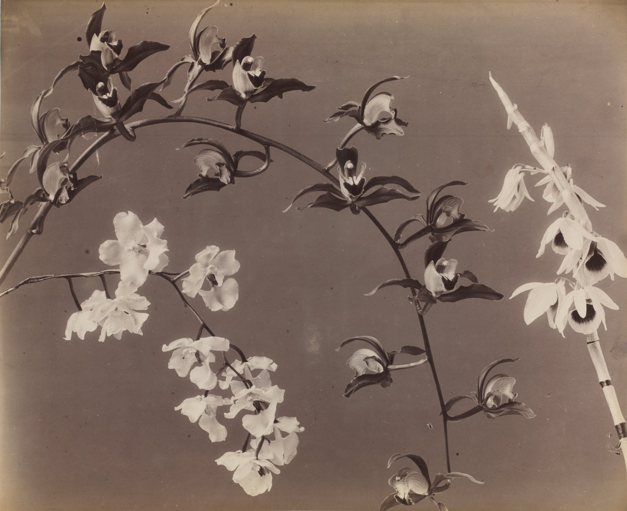 Study of Orchids by Unknown artist