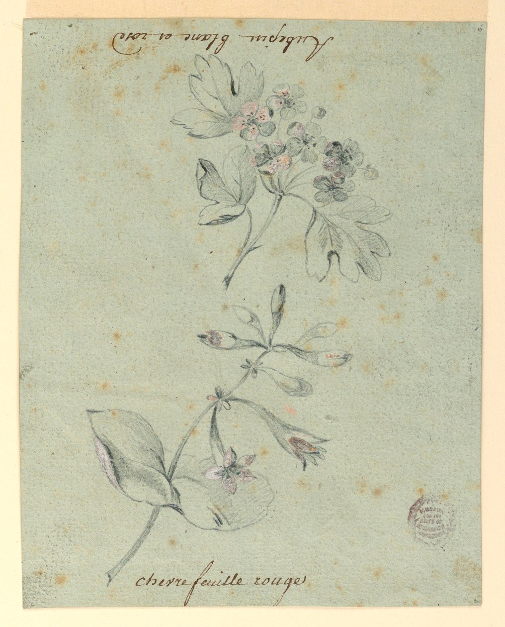 Study of a Hawthorne and Honeysuckle Bough by Unknown artist