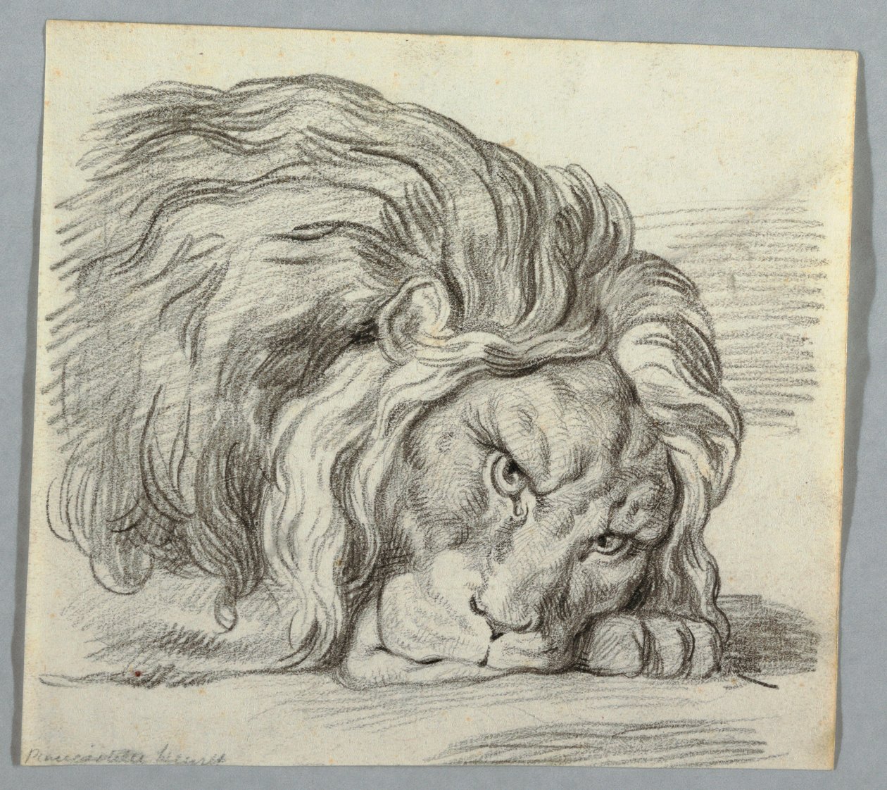 Study of a Lion by Unknown artist