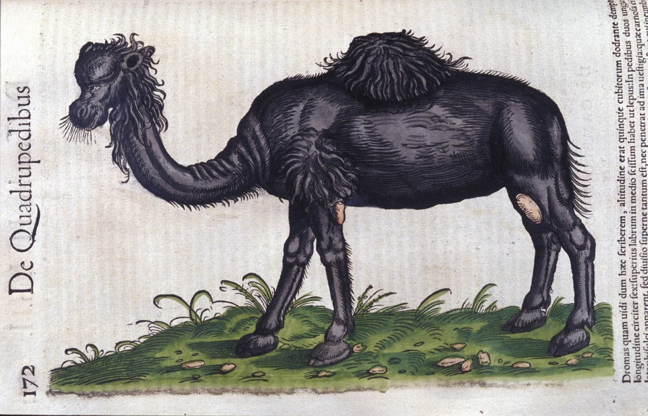 The camel from Historiae Animalium by Konrad Gesner, Tiguri by Unknown artist