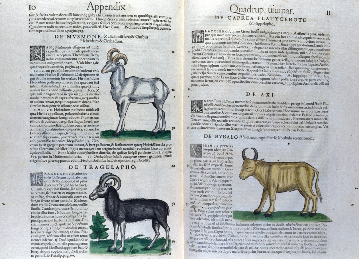 The Double Page of the Quadrupeds in Historia Animalium by Conrad Gesner by Unknown artist
