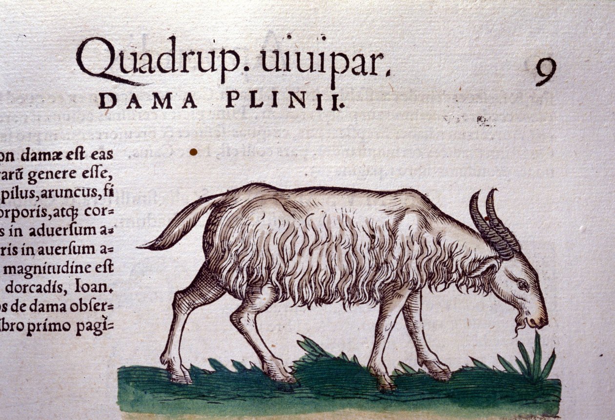 The goat from Historiae animalium by Konrad Gesner, Tiguri by Unknown artist