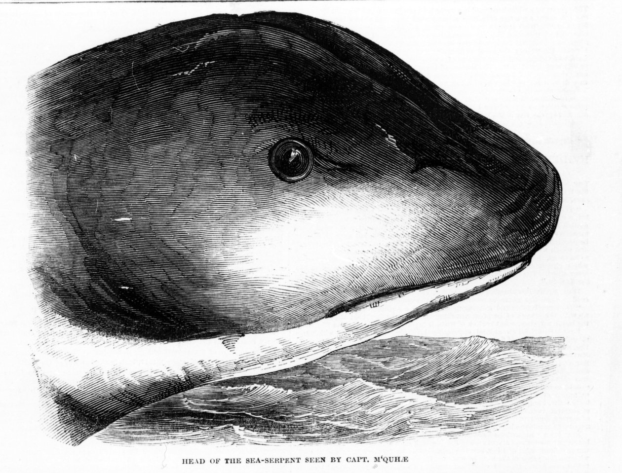 The head of the giant sea snake spotted by the crew of the HMS Daedalus in 1848. Engraving. by Unknown artist