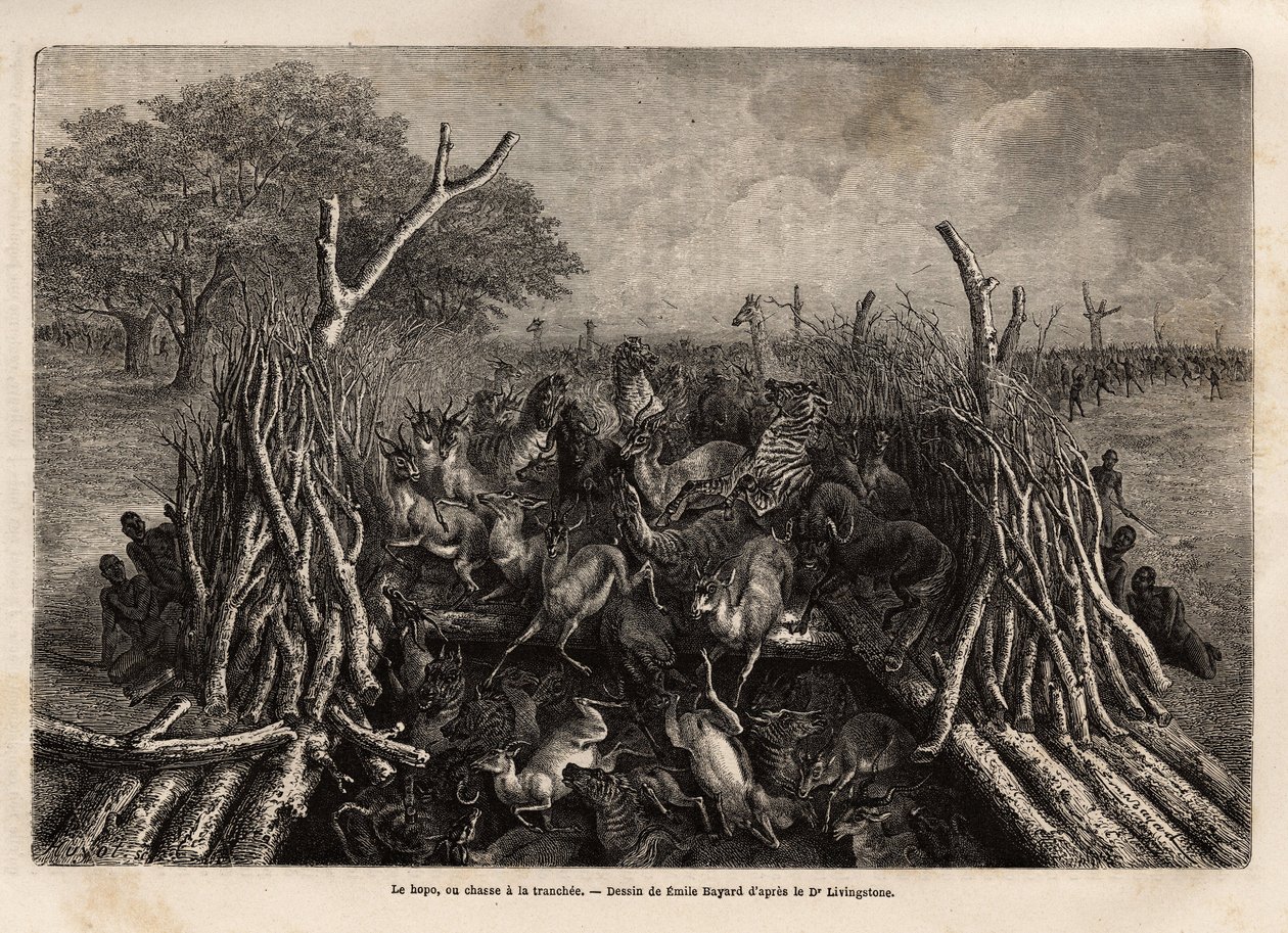 The hopo or hunting technique in the trench, illustration for 