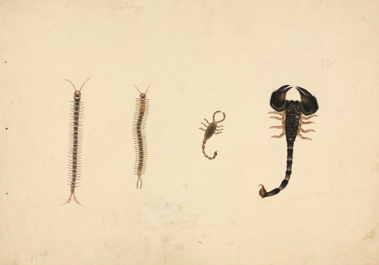 Two Scorpions and Two Centipedes by Unknown artist
