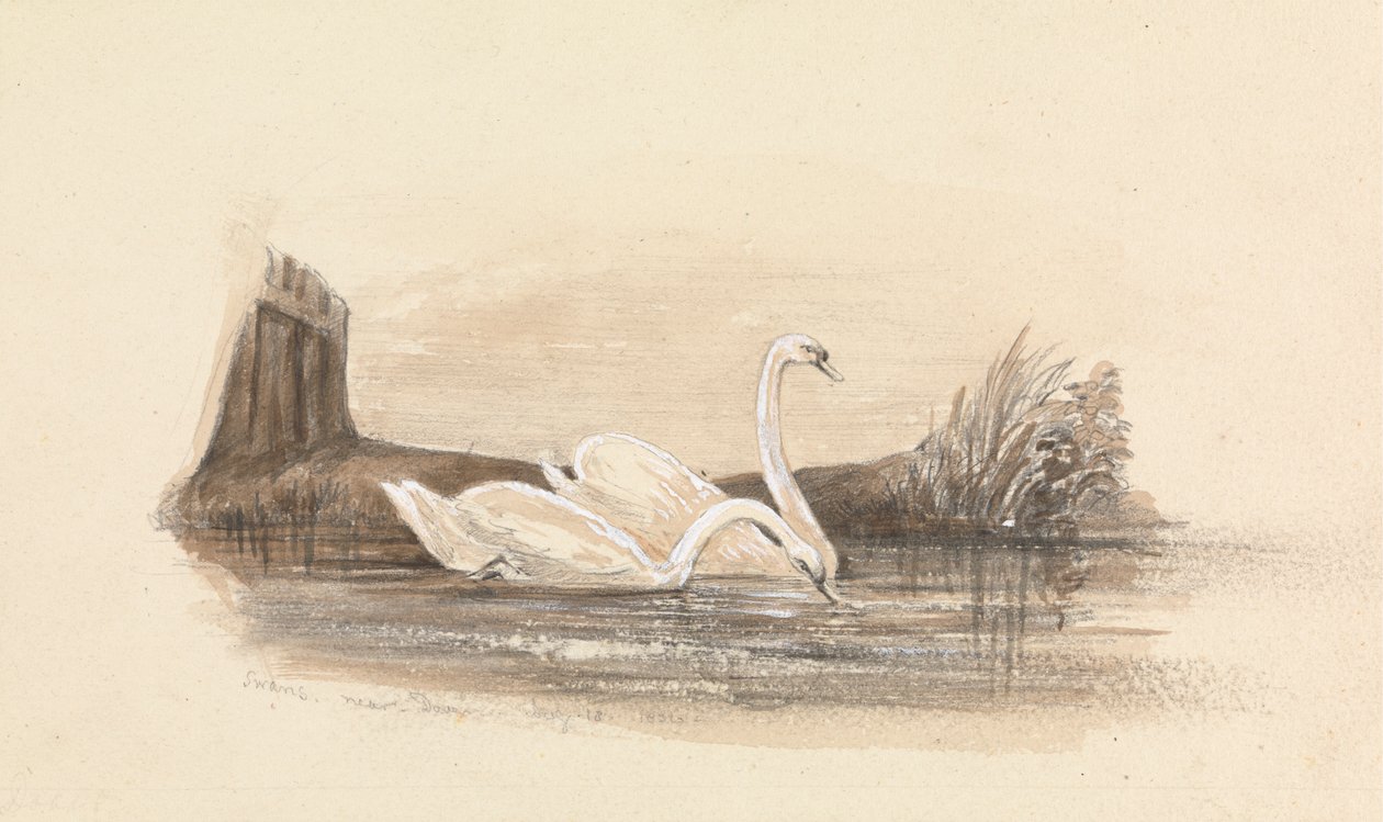 Two Swans on a Lake by Unknown artist
