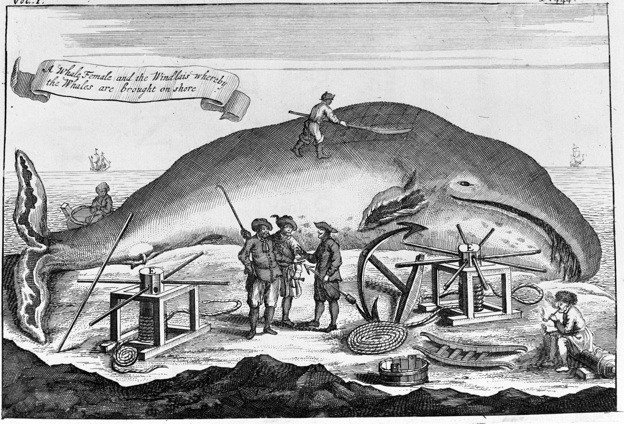Whaling: ashore, sperm whale is cleaned (detached engraving from a book from the beginning of the 18th century) by Unknown artist