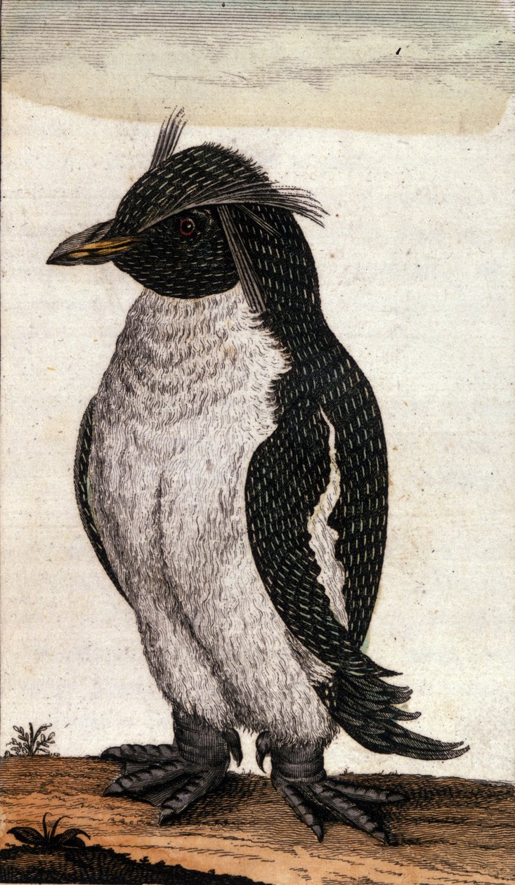 Zoological chart depicting a Diomedea bird of the Albatross family. Engraving of the 18th century by Unknown artist