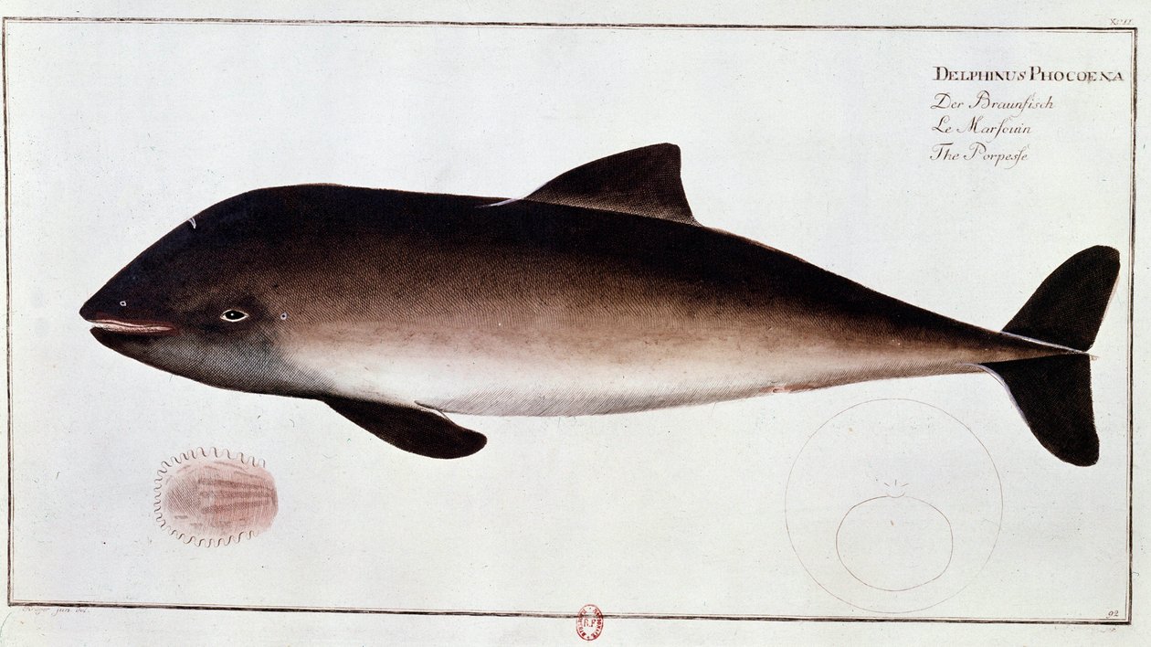 Zoology: board representing a porpoise, aquatic mammal. Print from the beginning of the 18th century. Paris, B.N. by Unknown artist