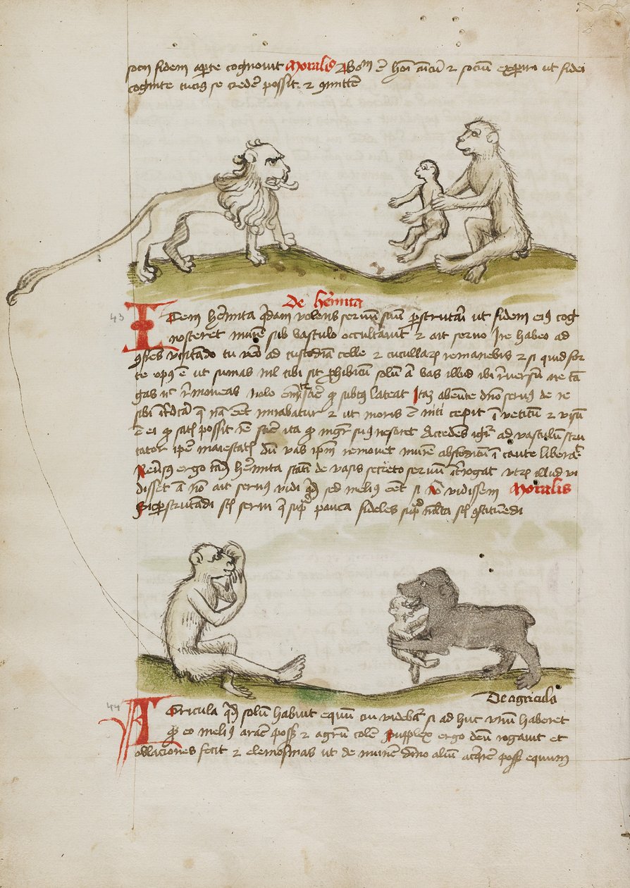 A Lion with a Monkey and His Young; A Monkey; A Bear Eating a Young Monkey by Unknown artist/maker