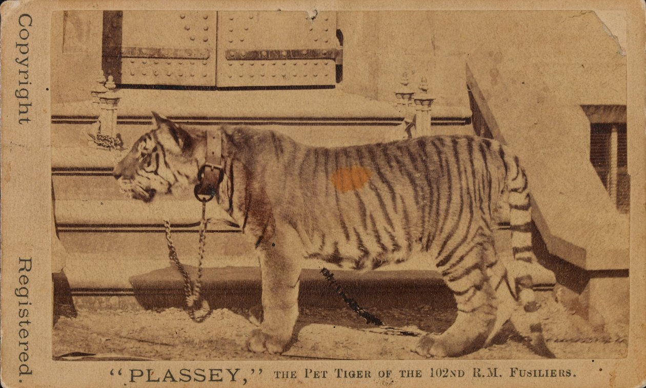 Plassey, the Pet Tiger of the Royal Madras Fusiliers by Unknown photographer