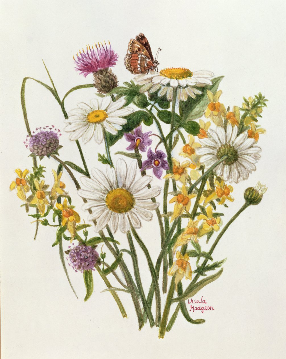 Knapweed, Ox-eye Daisy and Toad Flax by Ursula Hodgson