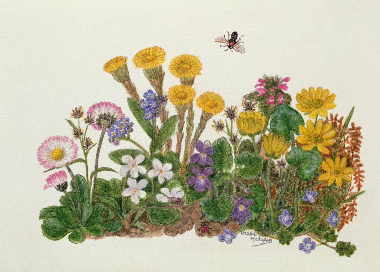 Purple and White Violets, Daisy, Celandine and Forget-me-not by Ursula Hodgson