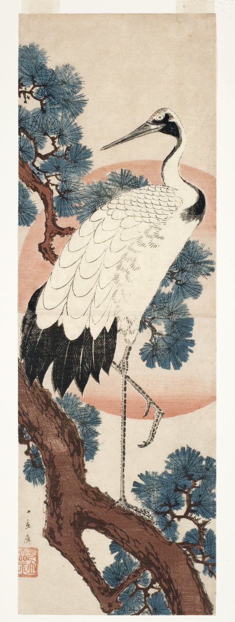 Falcon in pine tree at sunrise