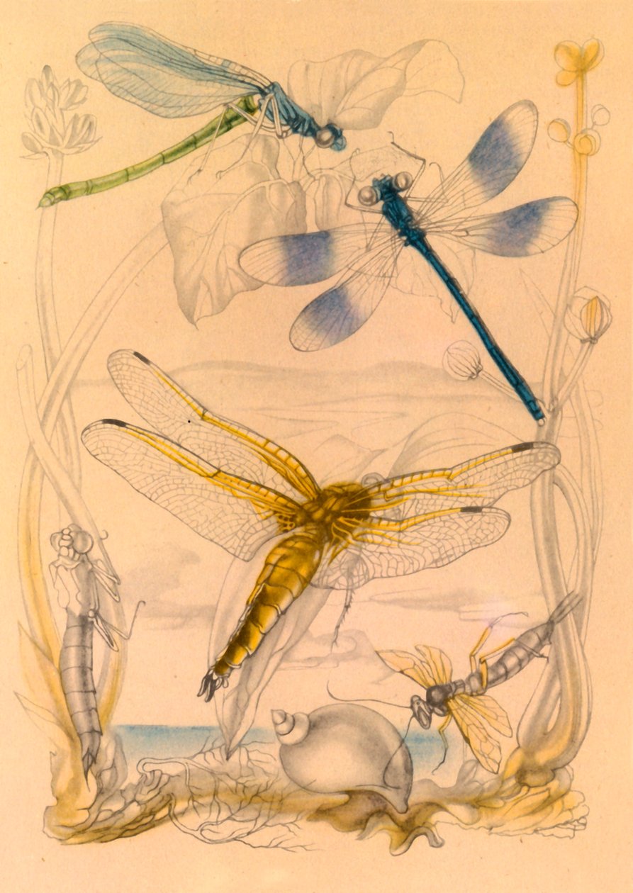 Dragonflies by Vere Temple
