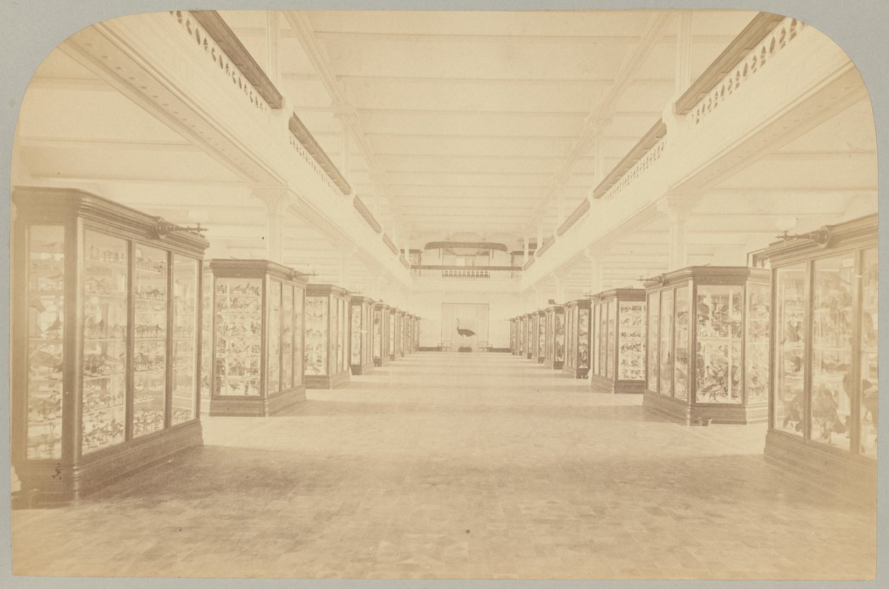 Pl. III. Principal Story: Birds by Victor Prevost, Gaston L. Feuardent and Co., New York