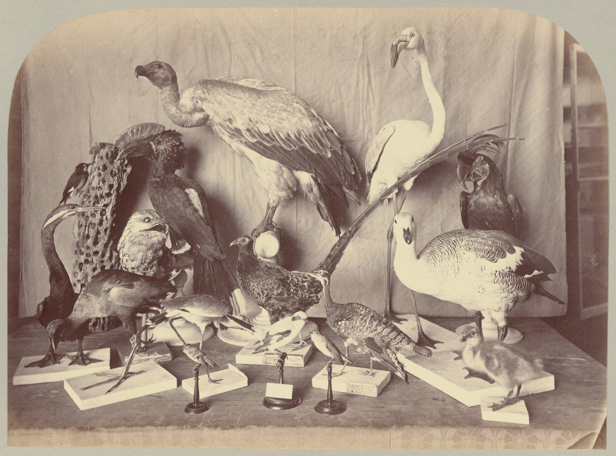 Pl. XIII. Birds by Victor Prevost, Gaston L. Feuardent and Co., New York