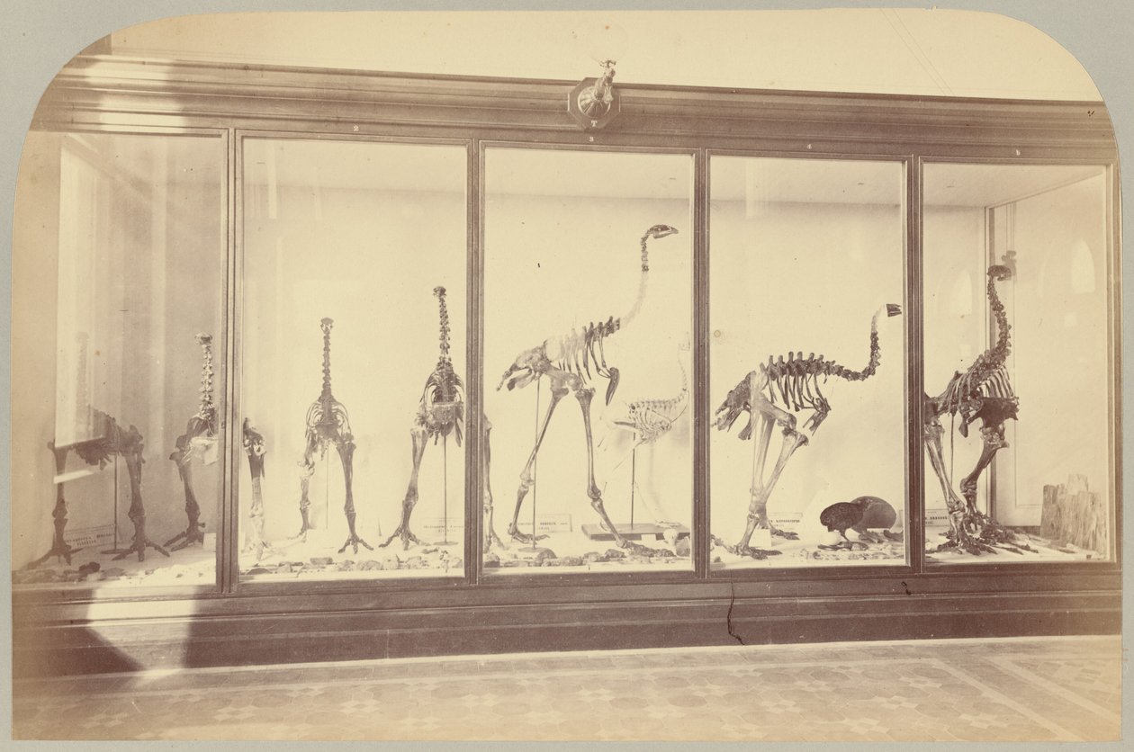 Fossil Birds: New Zealand (Plate XV) by Victor Prevost, Gaston L. Feuardent and Co., New York