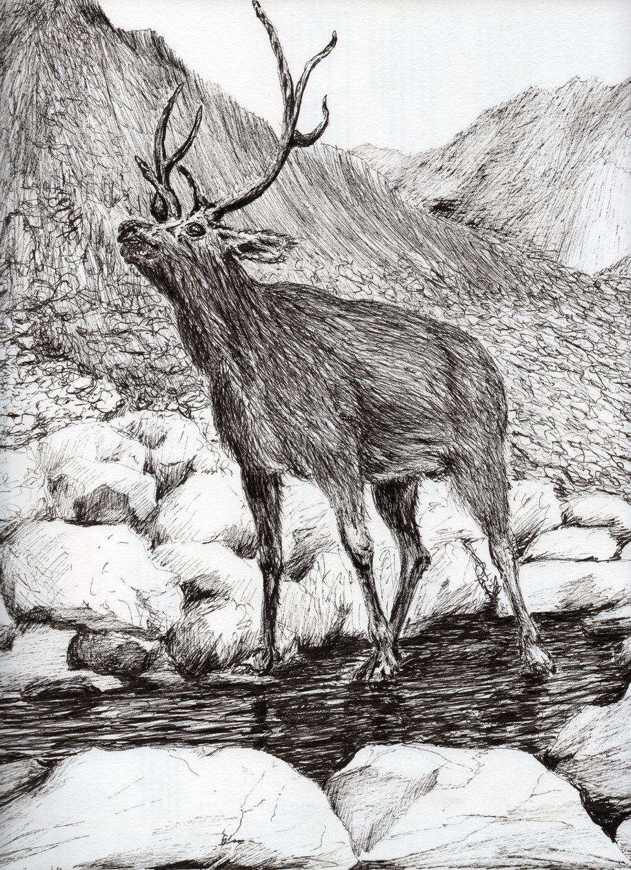 Stag by Vincent Alexander Booth