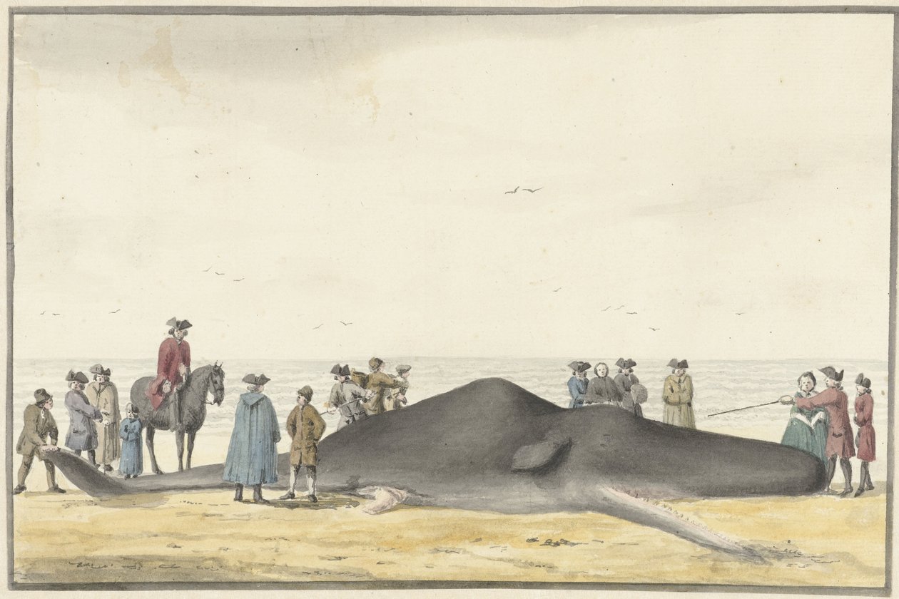 Stranded Sperm Whale on the Beach between Zandvoort and Wijk aan Zee, February 20, 1762, Seen from the Front by Vincent Jansz. van der Vinne