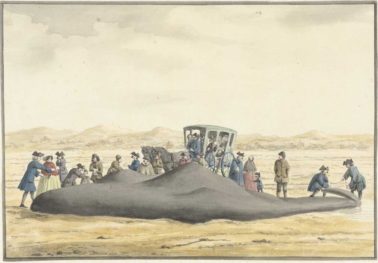 Stranded Sperm Whale on the Beach between Zandvoort and Wijk aan Zee, February 20, 1762, Seen from the Back by Vincent Jansz. van der Vinne