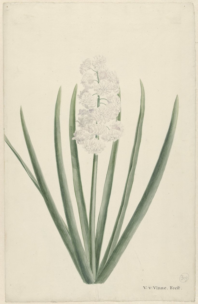 White Hyacinth by Vincent Jansz. van der Vinne