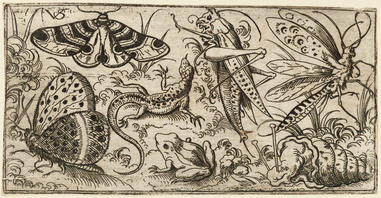 Group of Insects and Animals on a Plain Ground with Grass by Virgil Solis