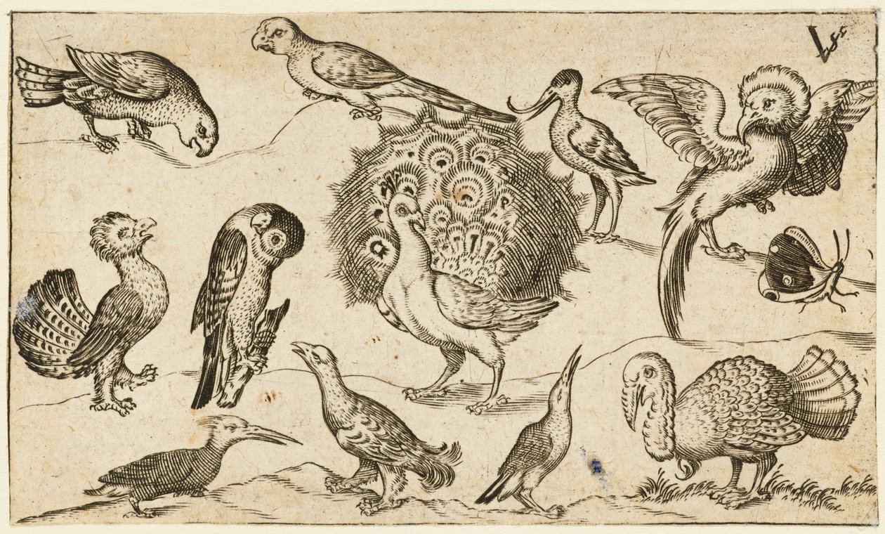 Peacock in centre surrounded by nine other birds, including a turkey, and a butterfly by Virgil Solis