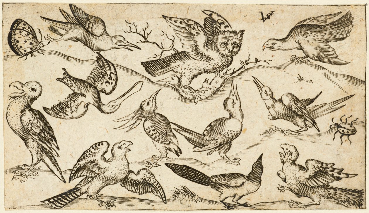 Eleven birds and two insects on minimal ground with owl with wings outstretched sitting on a branch in centre with other birds surrounding and teasing owl, from Douce Ornament Prints Album I, after 1572 by Virgilius the elder (after) Solis
