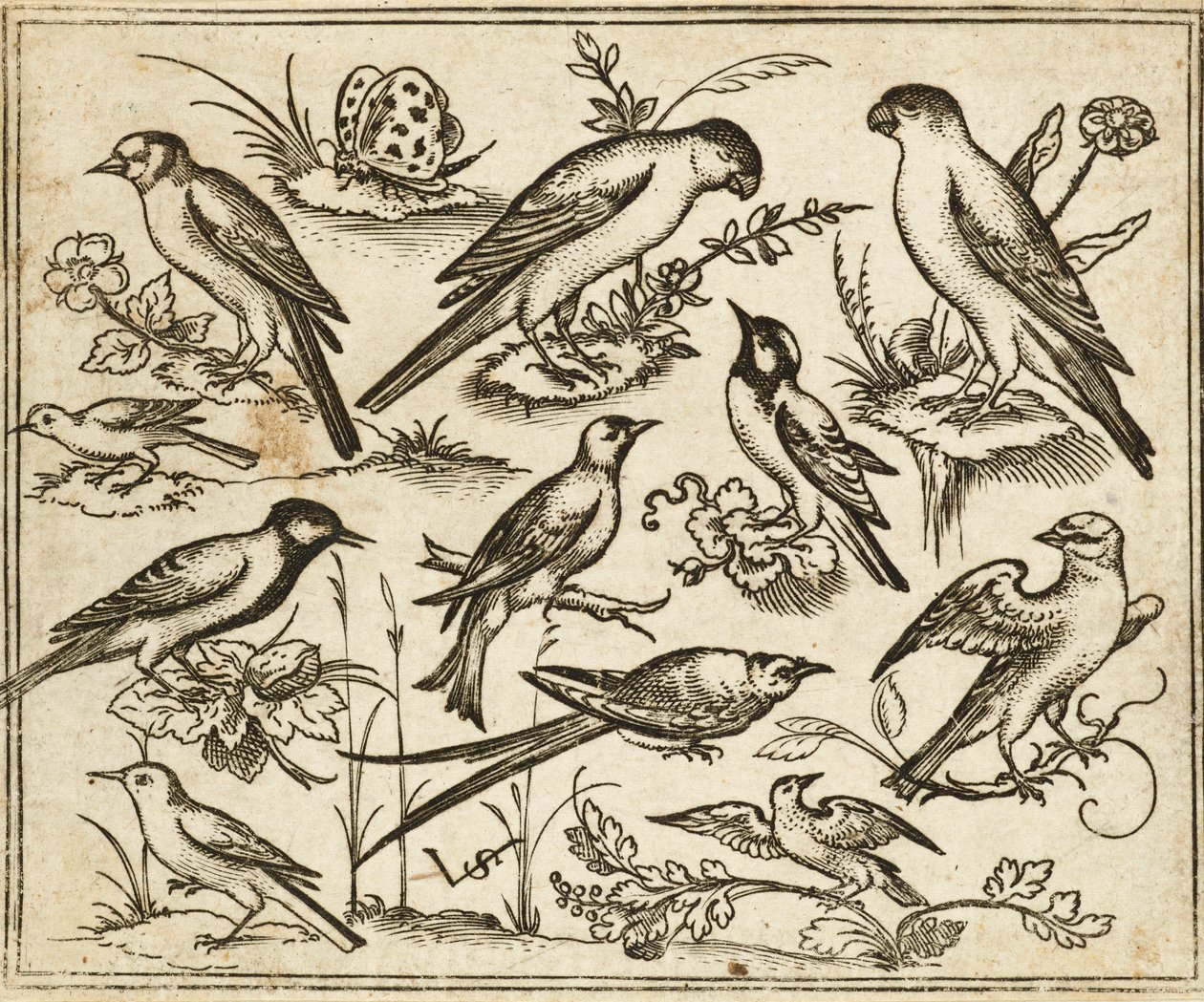 Eleven Birds Sitting on Patches of Flowering Foliage and Small Branches on a Minimal Ground with a Butterfly, from Douce Ornament Prints Album I by Virgilius the elder (after) Solis