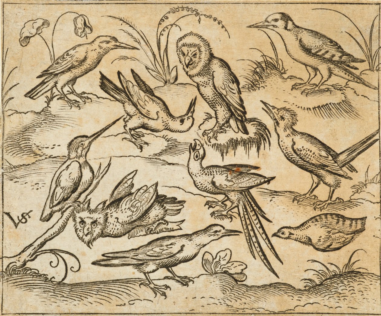 Ten birds sitting on branches and patches of grass, including two owls and a bird with long tail feathers chirping with head back in centre, from Douce Ornament Prints Album I by Virgilius the elder (after) Solis