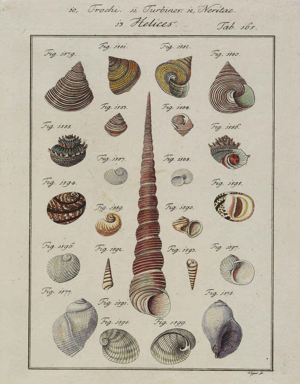 Sea Shells: Trochi, Turbines, Neritae Helices, from Neues Systematisches Conchylien-Cabinet, 1784 by Vogel