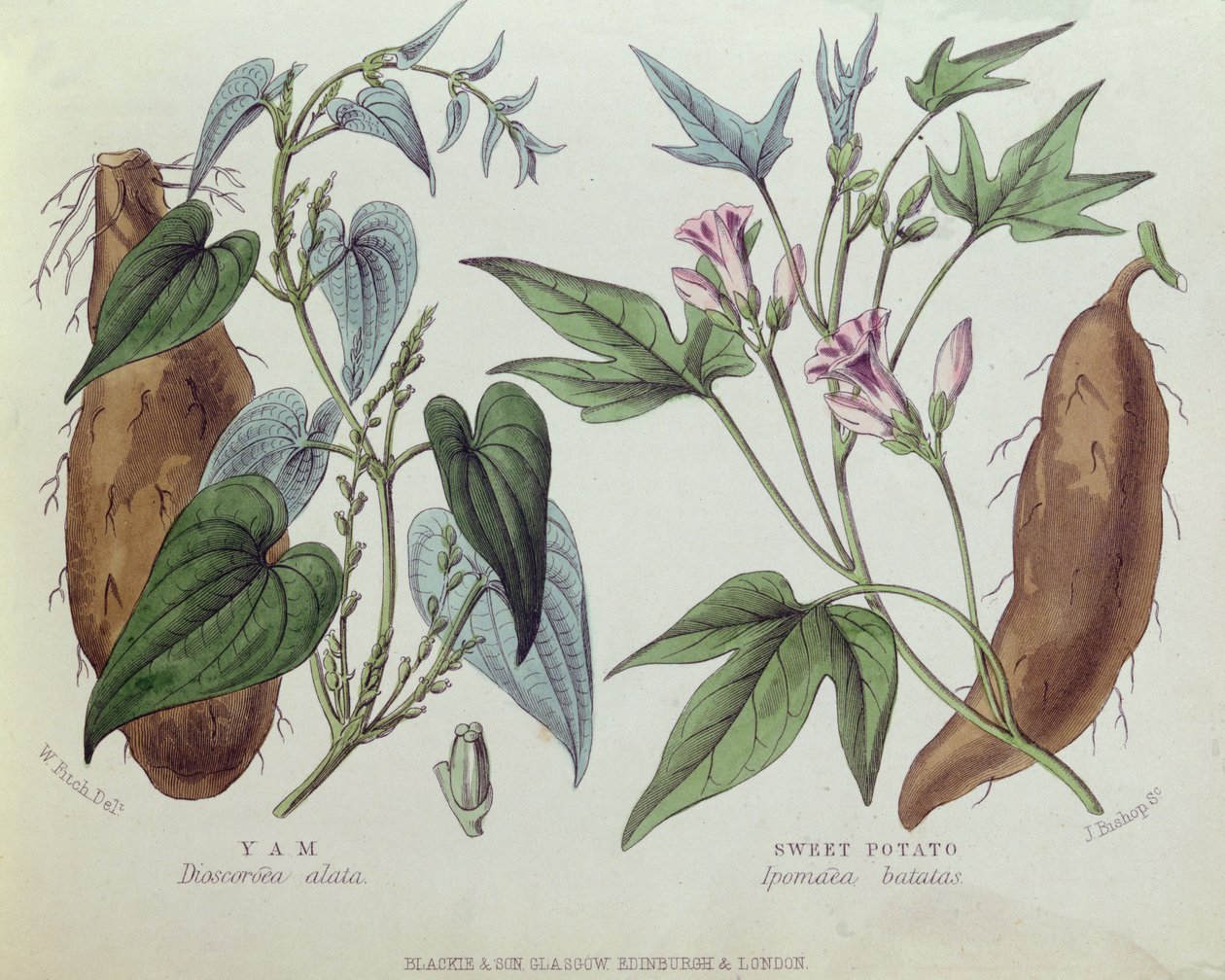 Yam and Sweet Potato by W. Fitch
