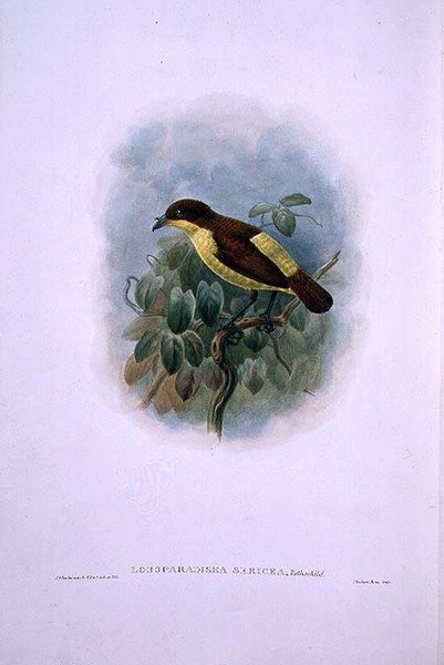Loboparadisea Serica, Waterbilled Bird of Paradise by W. and Keulemans J.G. Hart