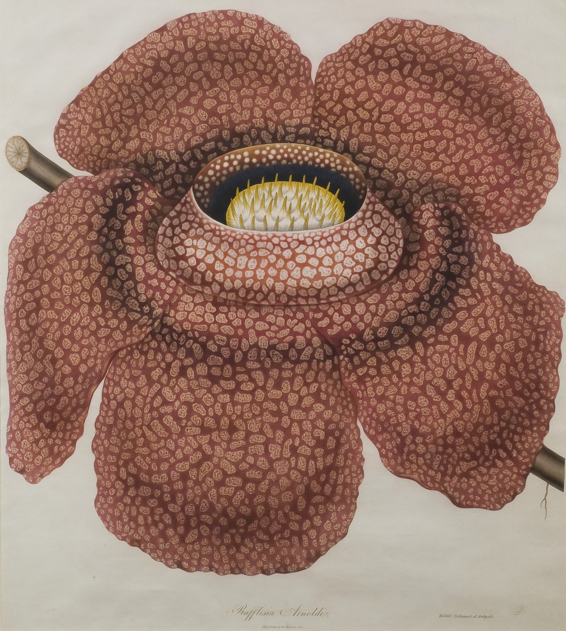 Flower of Rafflesia Arnoldii by Waldell