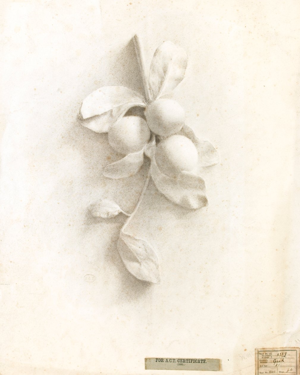 Drawing of Plums from Cast in Relief by Walter Bonner Gash