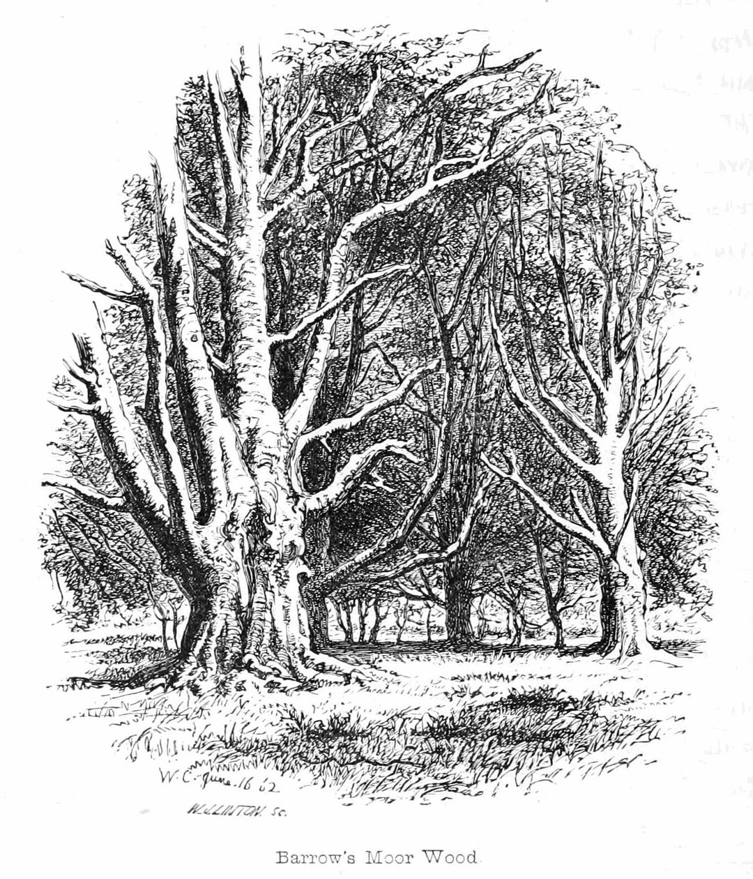 Barrows Moor Wood by Walter Crane