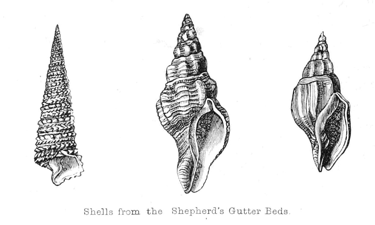 Fossils from the Shepherds Gutter Beds by Walter Crane