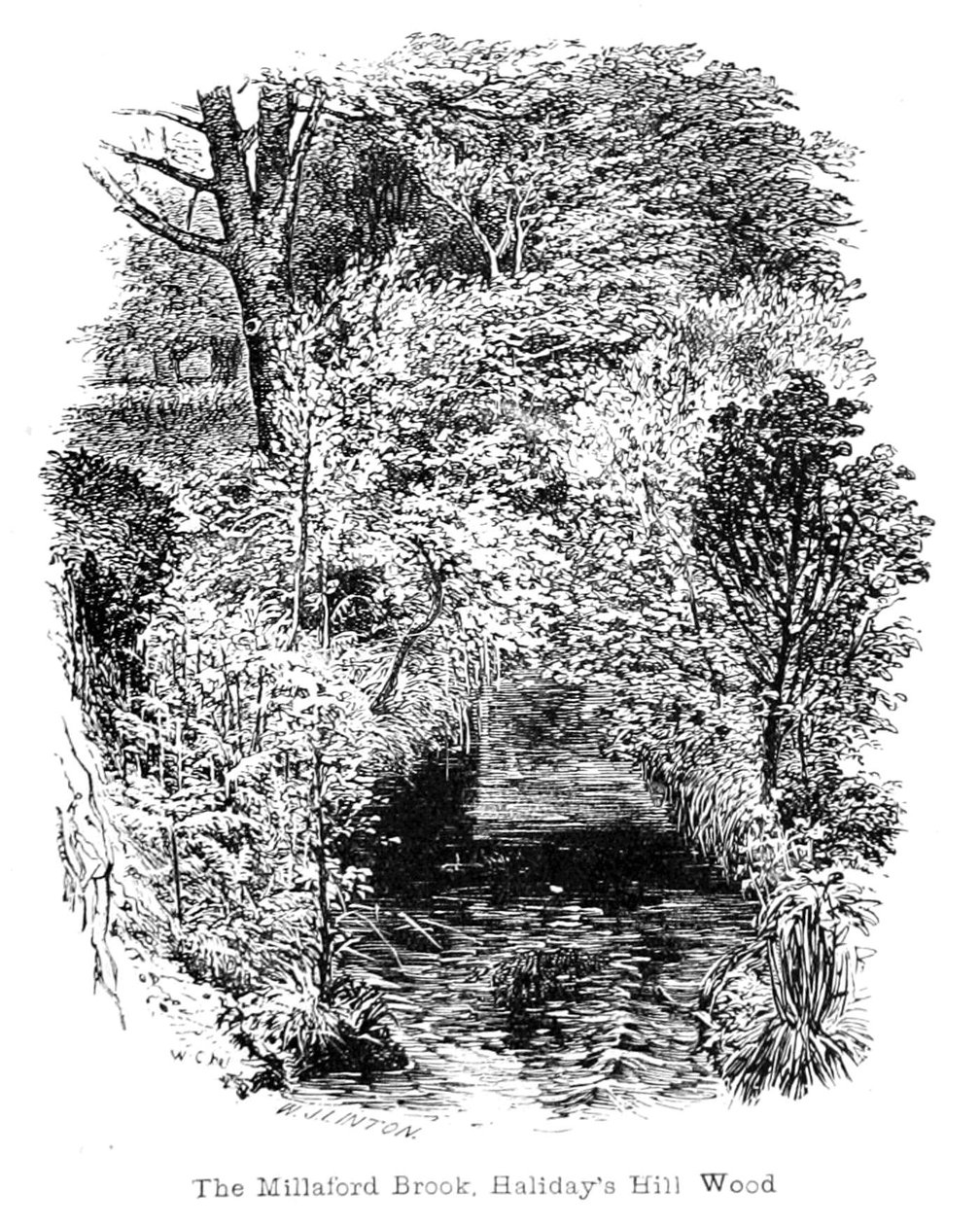The Millaford Brook, Halidays Hill Wood by Walter Crane