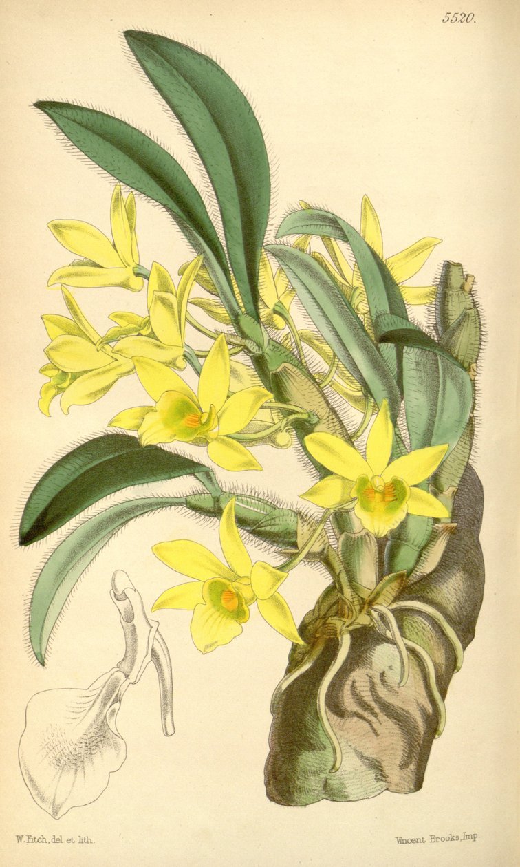 Illustration of Dendrobium senile by Walter Hood Fitch