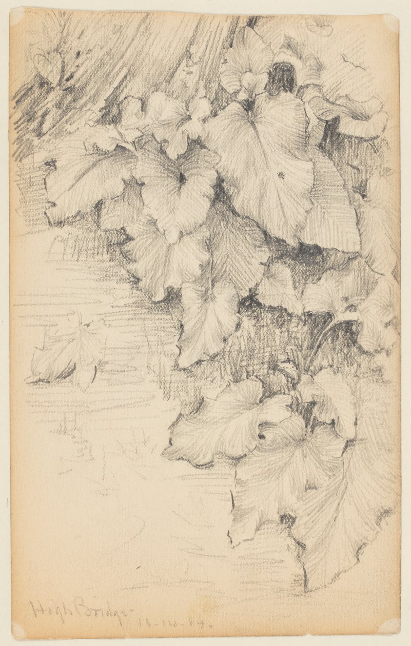 Study of Plants at the Edge of Water, High Bridge by Walter Clark