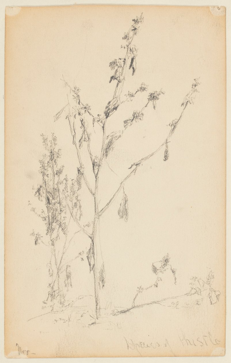 Study of Thistles by Walter Clark