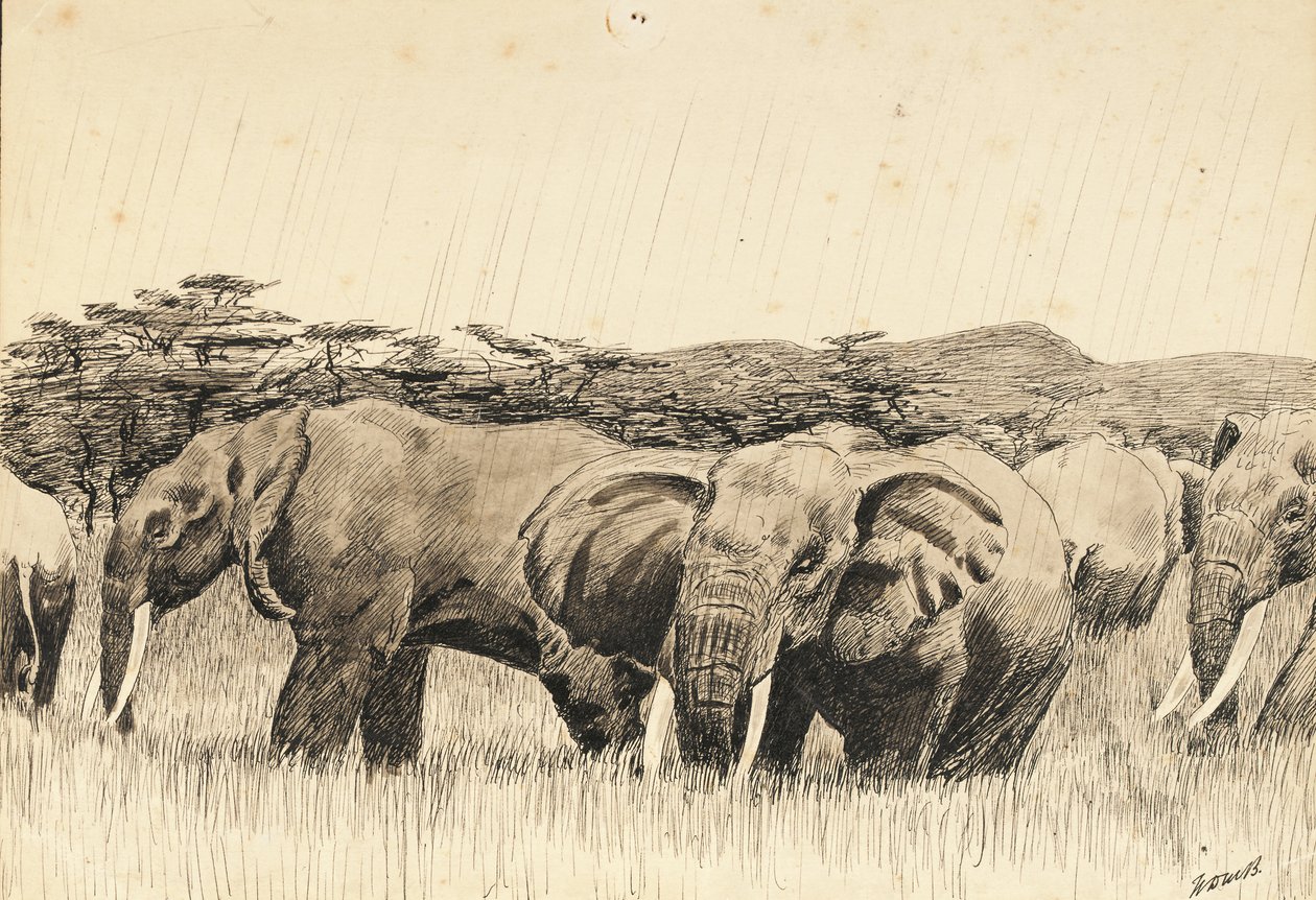 African elephants by Walter D.M. Bell