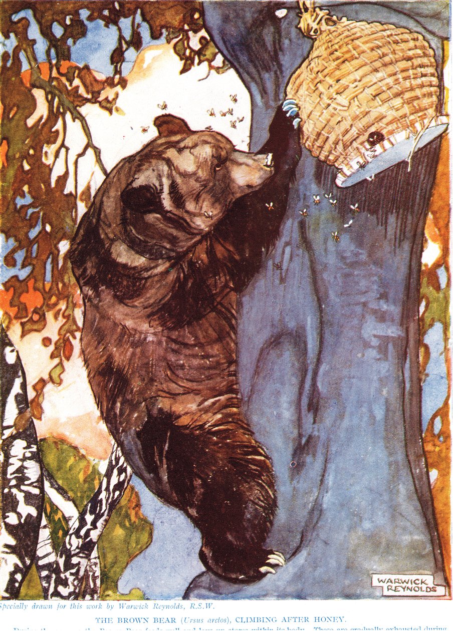 The Brown Bear, climbing after honey, illustration from 