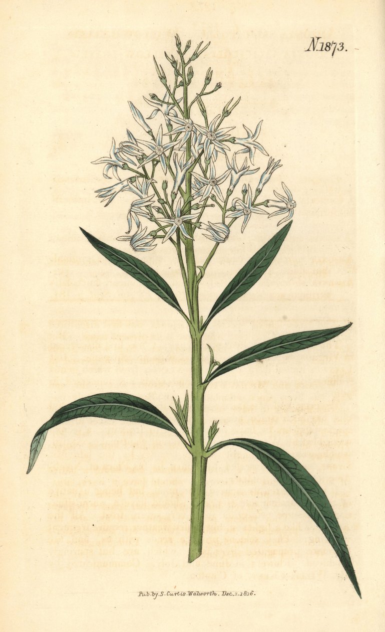 Blue Amsonia - Amsonia tabernaemontana var. salicifolia (Willow-leaved amsonia, Amsonia salicifolia). Handcoloured botanical engraving from John Sims